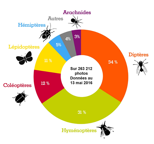 Qui sont les insectes pollinisateurs